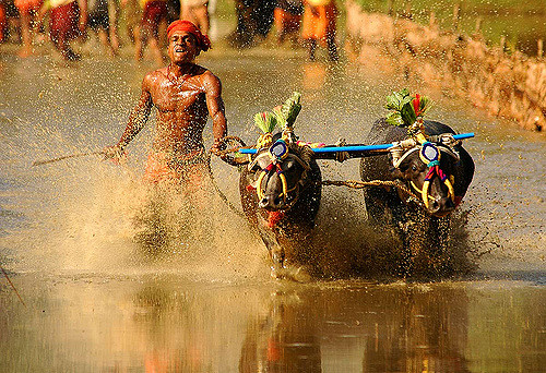 kambala